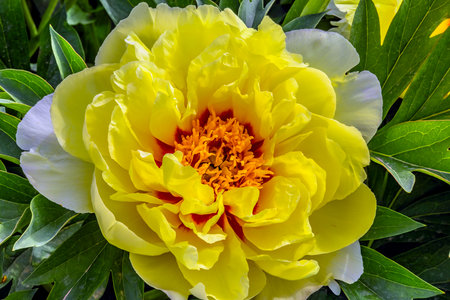 Photographed at Urumqi Botanical Garden, Xinjiang, China.の写真素材