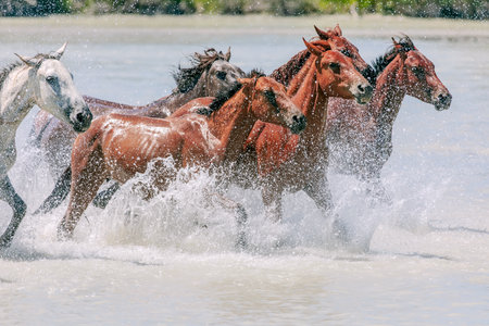 Photographed at Gongnaisi River, Zhaosu County, Ili Kazakh Autonomous Prefecture, Xinjiang, China.の写真素材
