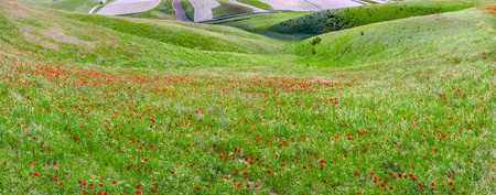 Photographed on the grassland of Lucaogou Township, Huocheng County, Ili Kazakh Autonomous...
