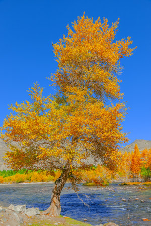 Photographed in Keketuohai Town, Fuyun County, Altai Prefecture, Xinjiang, China.の写真素材