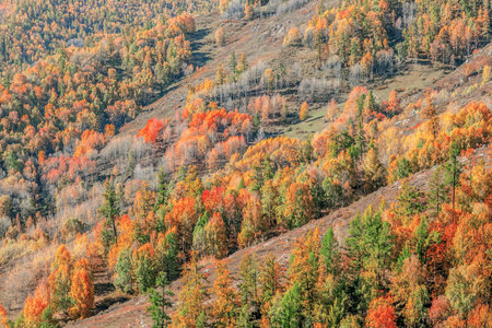 Photographed in Hemu Village, Burqin County, Altai Prefecture, Xinjiang, China.の写真素材