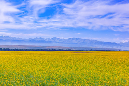 Photographed in Zhaosu County, Ili Kazakh Autonomous Prefecture, Xinjiang, China.の写真素材