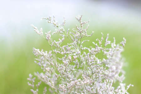 little flora in blurred backgroundの写真素材