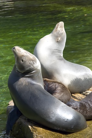 Sea seals, warming themselves in the sun