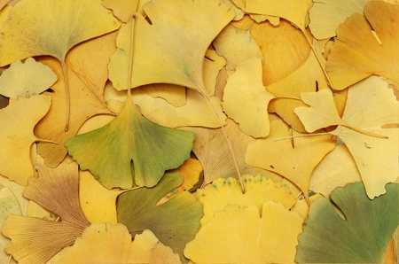 Background of dry autumn ginkgo biloba leaf