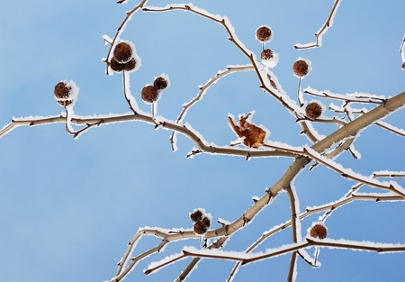 Snow platan branch with fruit on blue sky backgroundの写真素材