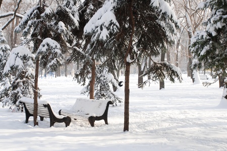 Winter snow landscape with pair of bench and fir-treesの写真素材