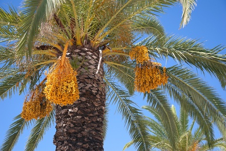 Date palm fruit bunches on  blue sky background