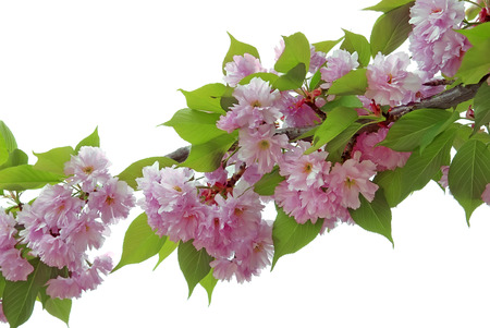 Spring branch of sakura on a white backgroundの写真素材