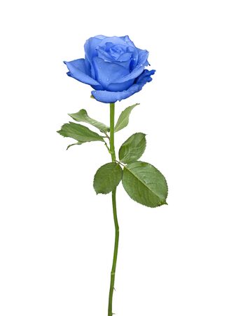 Nice blue rose isolated on a white backgroundの写真素材