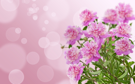 Pink peony bouquet on the abstract backgroundの写真素材