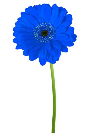 Color blue gerbera isolated on a white backgroundの写真素材