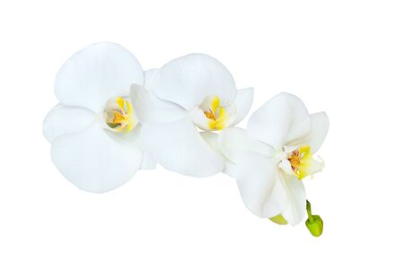 Branch of white orchid isolated on a white backgroundの写真素材