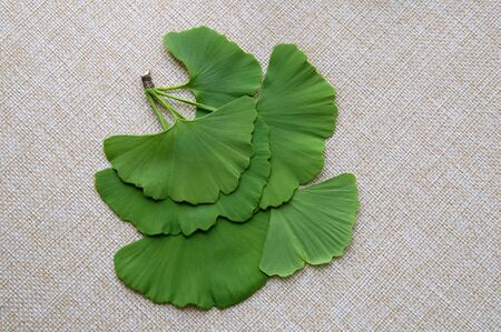 Spring branch of ginkgo biloba on the canvas background
