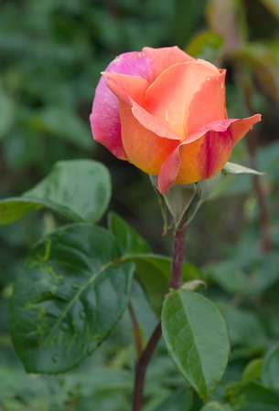 Wonderful orange rose blooming in flower gardenの写真素材