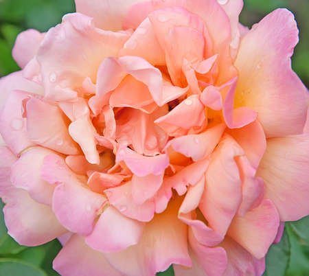 Abstract background of nice pink yellow blooming roseの写真素材