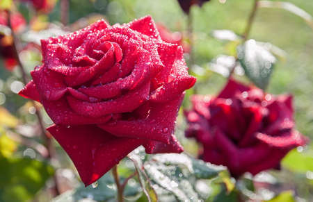 Fresh blooming red rose in the garden with lot of drops after rain