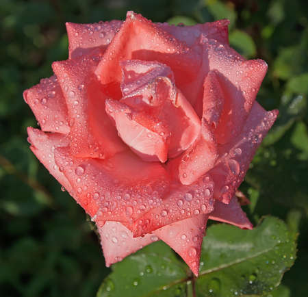 Blooming scarlet rose in the garden after rainの写真素材