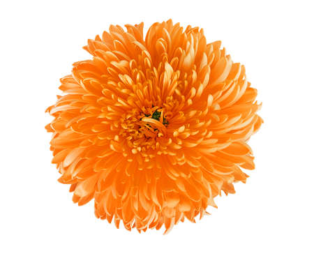 Bright orange chrysanthemum flower isolated on a white backgroundの写真素材