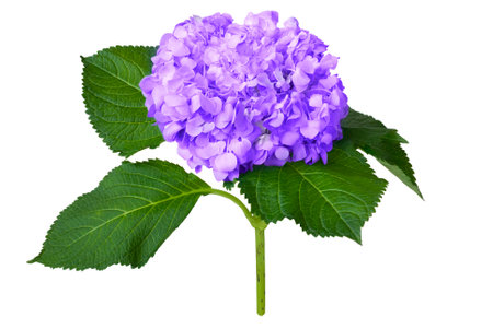 Nice violet hydrangea isolated on a white backgroundの写真素材
