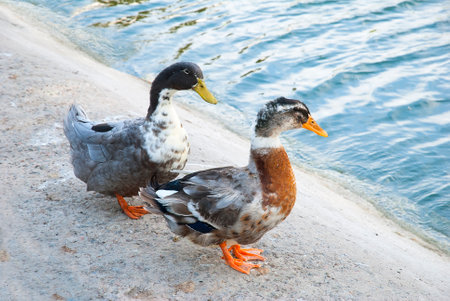 Pair of silver ducks on the bank of a pondの写真素材