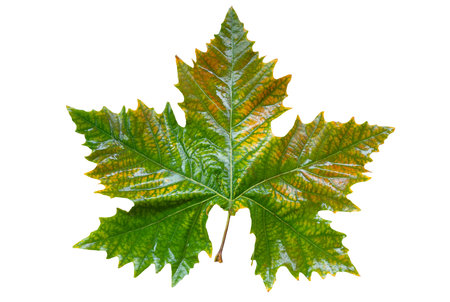 Autumn green wet leaf of platan tree isolated on a white background