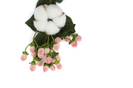 Isolated bouquet with a coton flower.の写真素材