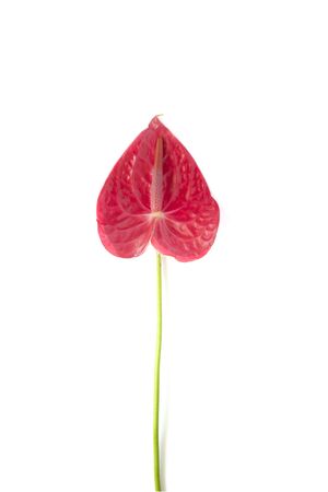 Isolated pink anthurium flower on a white background. Layout for design, copy space. Tropical flower in the shape of a heart.の写真素材