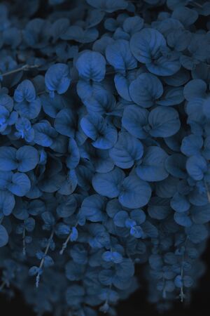 Beautiful natural  with exotic leaves in blue trendy color.の写真素材