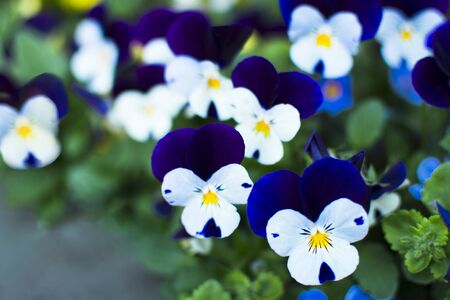 Viola tricolor delicate beautiful flower white, dark blue trend color 2020 classic blue. Viola genus of flowering plants, violet family violaceae. Flower for decoration flower beds, park areas.の写真素材