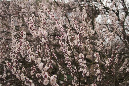 Spring flowering period, awakening of nature. Tender flowering apricot tree in garden. Layout for...