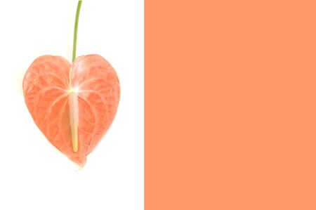 Isolated orange anthurium flower on white background. Layout for design, copy space. Tropical flower in the shape of a heart. love concept. St. Valentine's Day. Gynecology and family planning concept.の写真素材