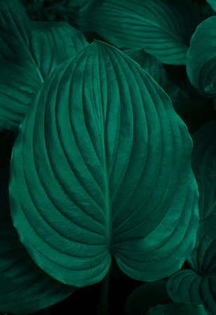 Nature concept. Top view, flat lay. Big green leaves. Eco friendly background. Clean planet without...