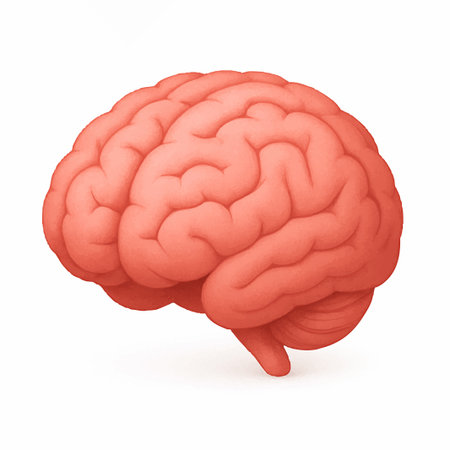 human brain organ anatomy science concept