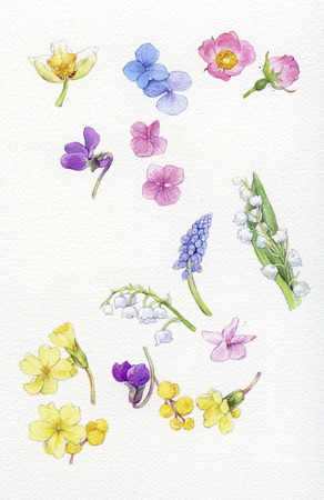 spring flowersのeditorial素材