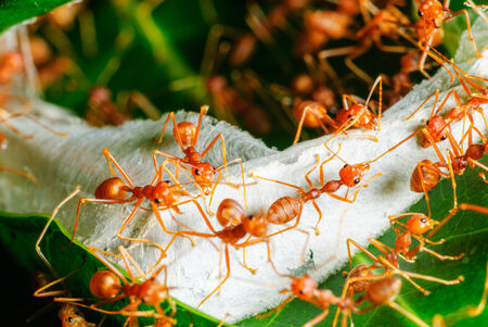 Ant nestの写真素材