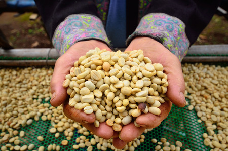 coffee green bean in handの写真素材