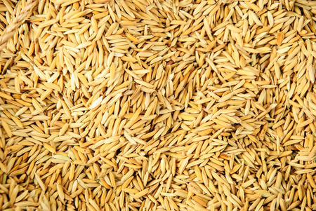 paddy riceの写真素材