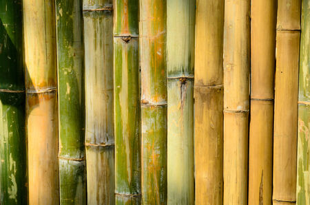 bamboo background 3の写真素材