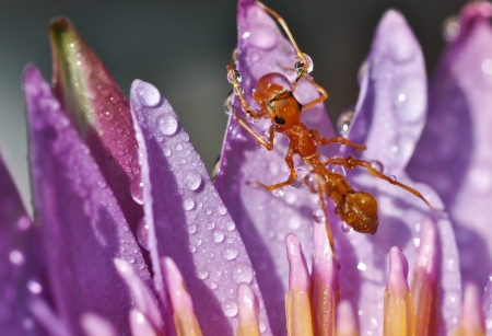 Ant Mimic Spider on the lotusの写真素材