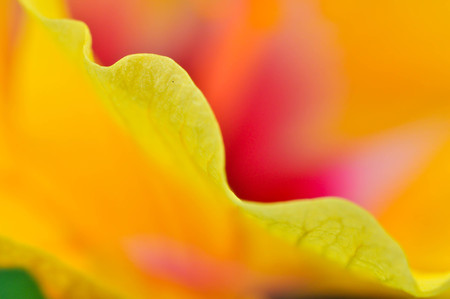 Hibiscus petals flowerの写真素材