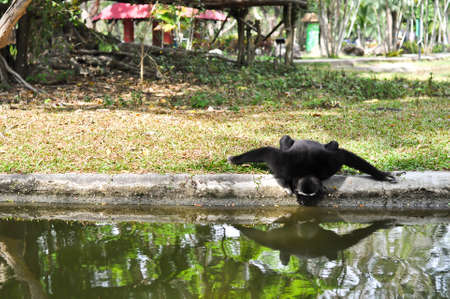 gibbon on the zooの写真素材
