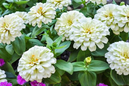 dahlia white on gardenの写真素材