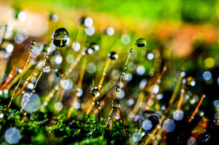 Bokeh on moss abstractの写真素材