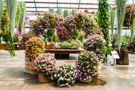 Flower plant design for lover.の写真素材