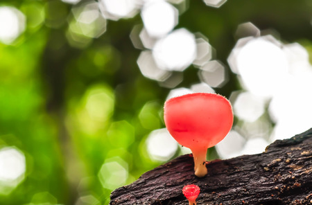 Champagne mushroom on naturalの写真素材