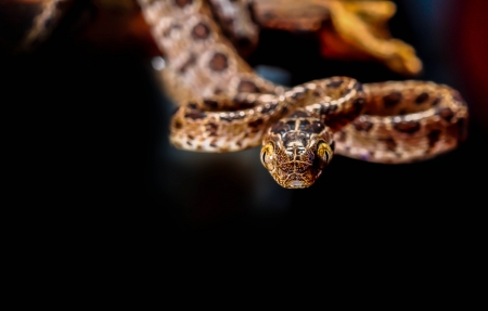 Reticulated Python, Snake on the natural の写真素材