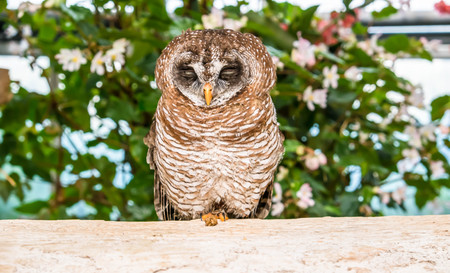 owl bird