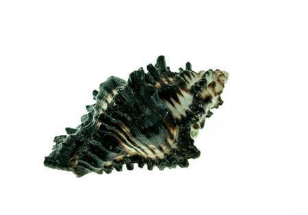 shell on the white background の写真素材