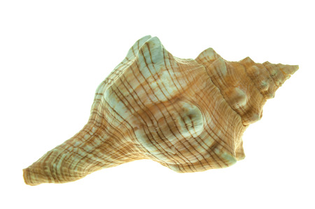 shell on the white background 